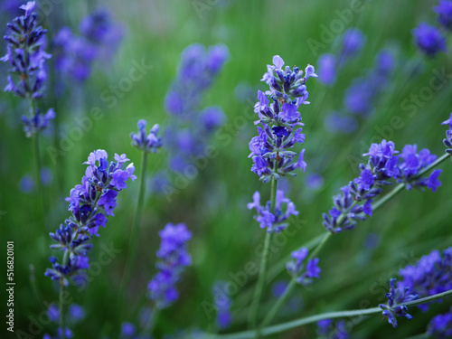 Lavender purple flowers in a summer breeze 