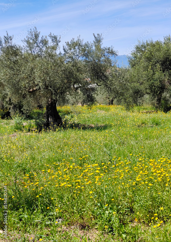 Olive trees in Andalusia Olive trees in Andalusia