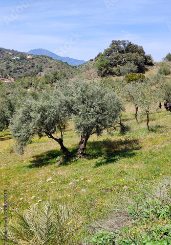 Olive trees in Andalusia