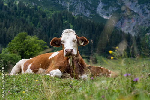 Cows in Hinterthal, Maria Alm, Austria