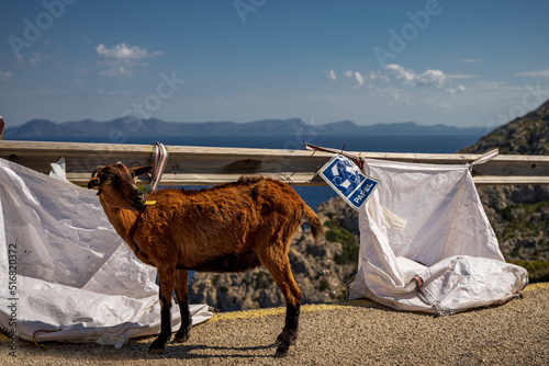 Kozica górska, samica, wyjadająca resztki jedzenia z worka na odpady.  © Aneta