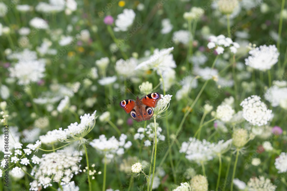 Peacock butterfly on a white wild flower on a meadow Peacock butterfly on a white wild flower on a meadow