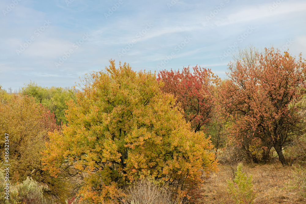 The landscape of an autumn forest on a sunny day. Colorful trees in a mixed forest. Natural landscapes of late autumn. The landscape of an autumn forest on a sunny day. Colorful trees in a mixed forest. Natural landscapes of late autumn.