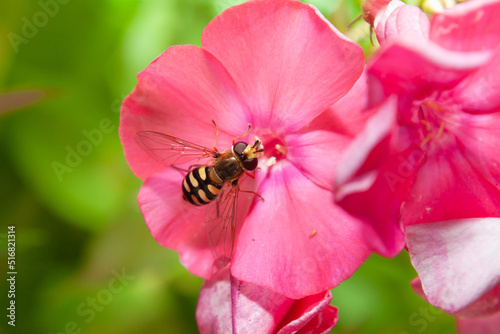 Temnostoma vespiforme on pink flower