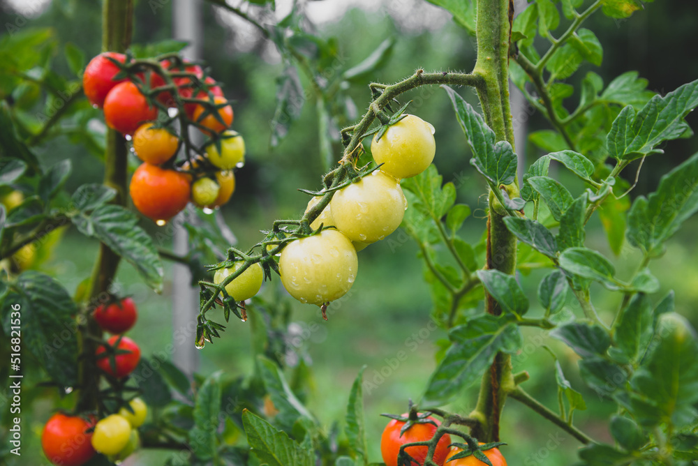 Tomato branch with small tomatoes growing, bunch of green tomato