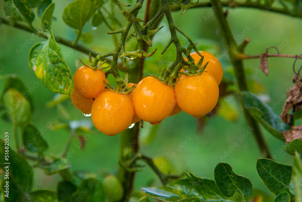 Yellow tomatoes ripen on branch