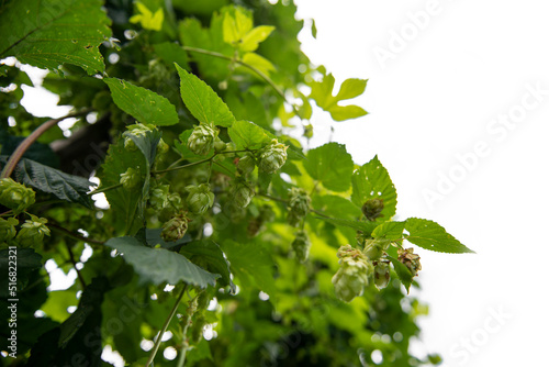 hop garden isolated on white background photo