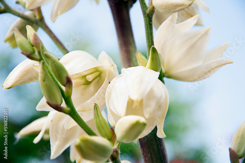Yucca garden palm close-up. High quality photo