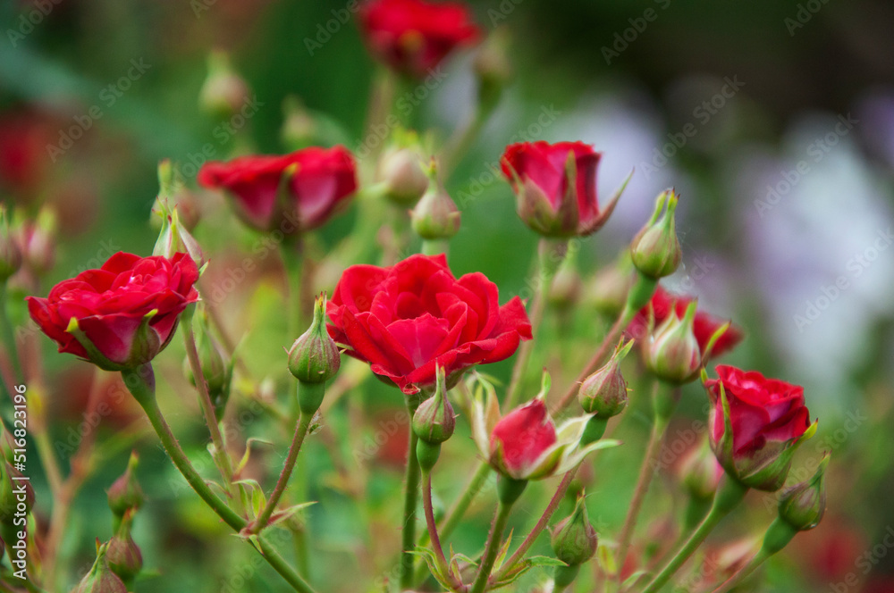Bush of a small border red rose. High quality photo Bush of a small border red rose. High quality photo