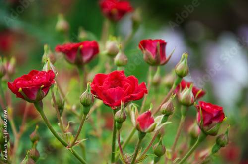 Bush of a small border red rose. High quality photo © Cвітлана