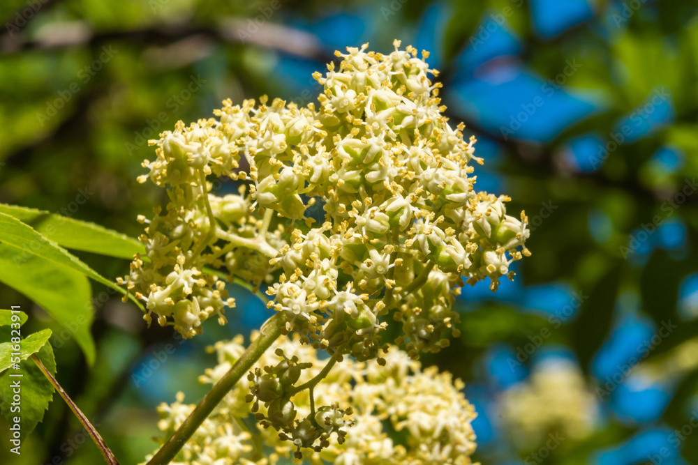 Russia. Kronstadt. May 27, 2022. White flowers bloomed on the elder bushes. Russia. Kronstadt. May 27, 2022. White flowers bloomed on the elder bushes.