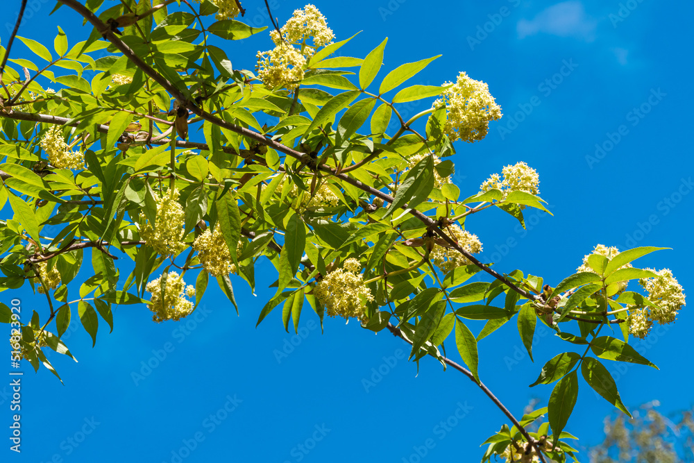 Fototapeta premium Russia. Kronstadt. May 27, 2022. White flowers bloomed on the elder bushes.