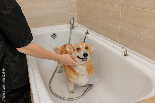 Professional skilled groomer carefully wash the funny Welsh Corgi Pembroke dog in bath, before grooming procedure © bondvit