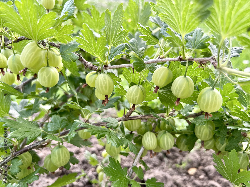 Green organic gooseberries in the garden.