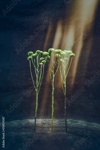 Surreal still life with three branches of chrysanthemum