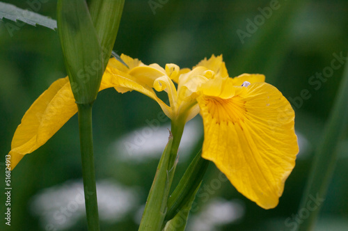Yellow Iris flowers, close-up photo