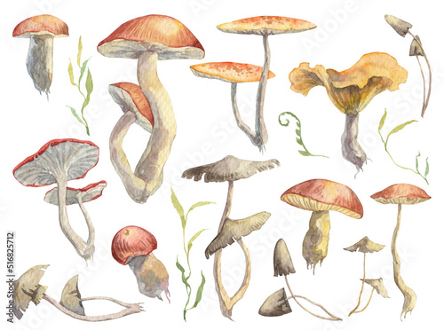 Collection of detailed hand painted mushrooms and green leaves isolated on white background. Watercolor botany illustrations