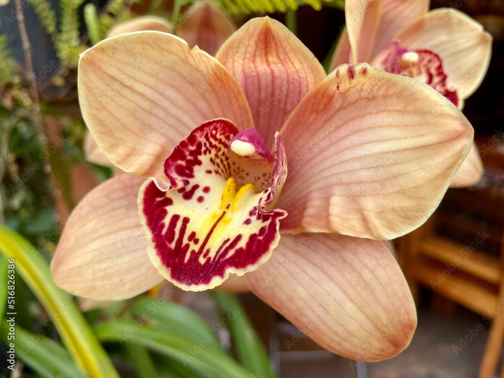 Fototapeta premium pink orchid flower