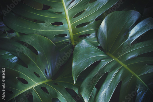 Green Leaves of Monstera Plant in Dark Tone Color as Tropical Natural Pattern Background