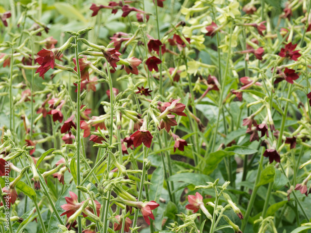 Nicotiana × sanderae - Tabac d'ornement en hautes touffes ramifiées vert moyen aux cymes à fleurs rouges foncées étoilées en trompettes à longs tubes