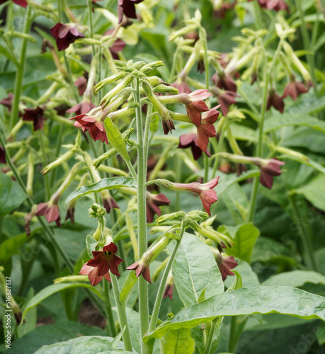 Tabac d'ornement ou nicotiana × sanderae à floraison parfumée rouge foncé en cymes hautes, solides et buissonnantes photo
