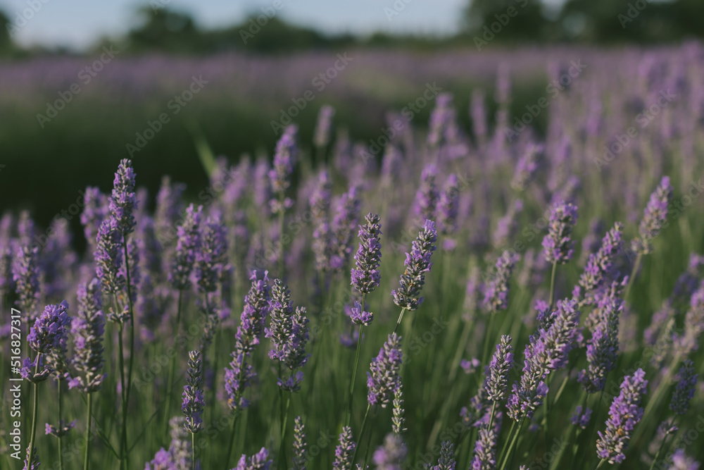 Fototapeta premium lavender blooming
