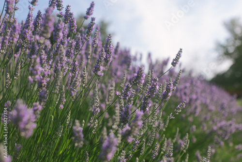 lavender blooming © tian
