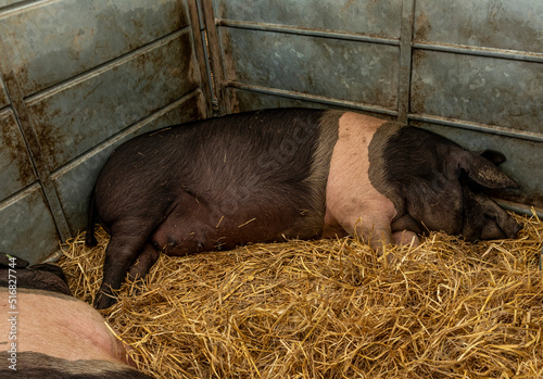 Saddle back pig asleep on some straw