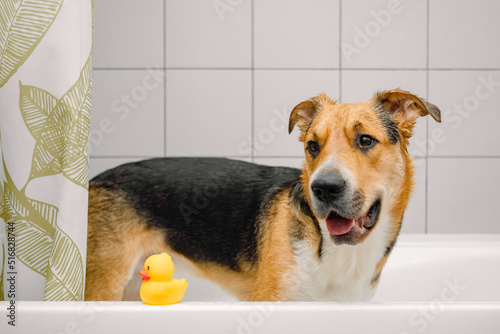A cute funny domestic mongrel or outbred dog taking a shower with bubbles and foam and yellow rubber duck. Pets care, grooming. © Regina