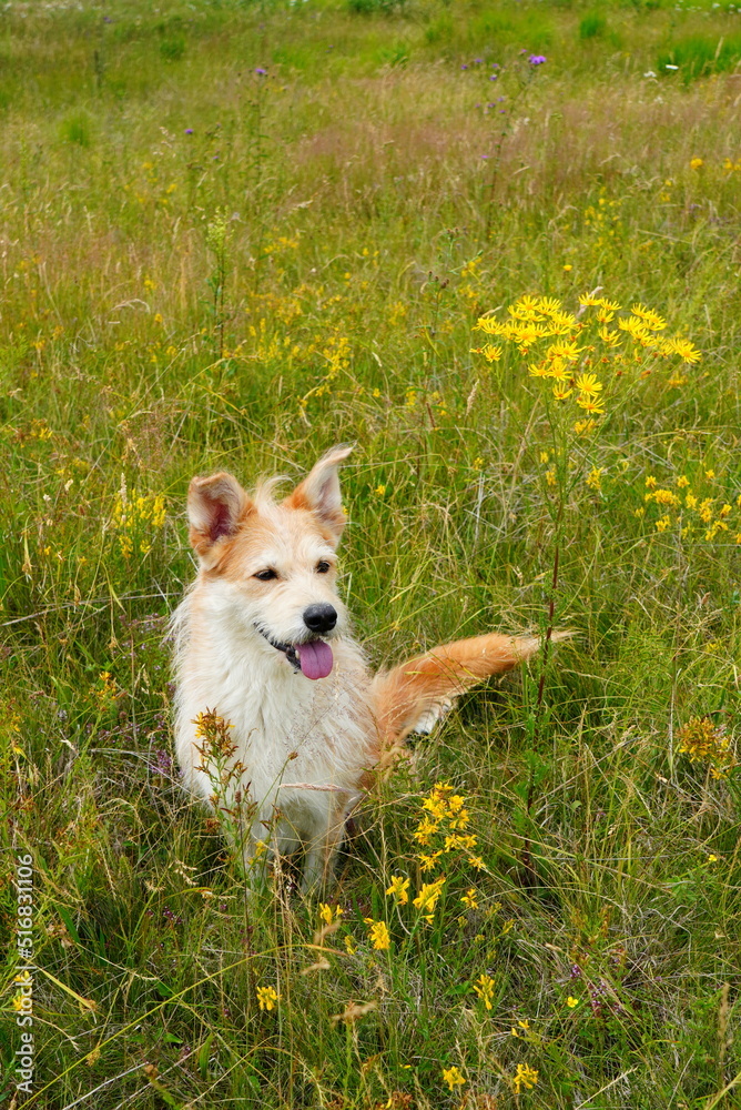 Cute half-breed happy dog sitting on grass among wild flowers on field in the countryside in summer