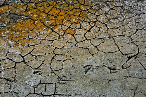 Deer prints on mudflats. San Francisco Bay National Wildlife Refuge, Alviso, California photo