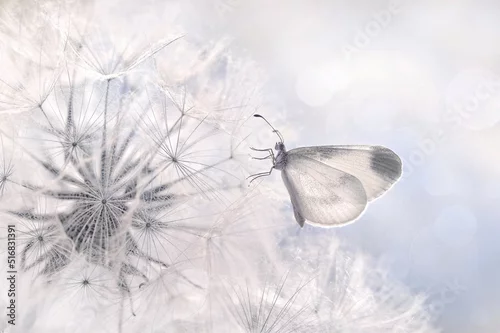 Obraz Makro motyle - (Leptidea sinapis) Pastelowe kolory