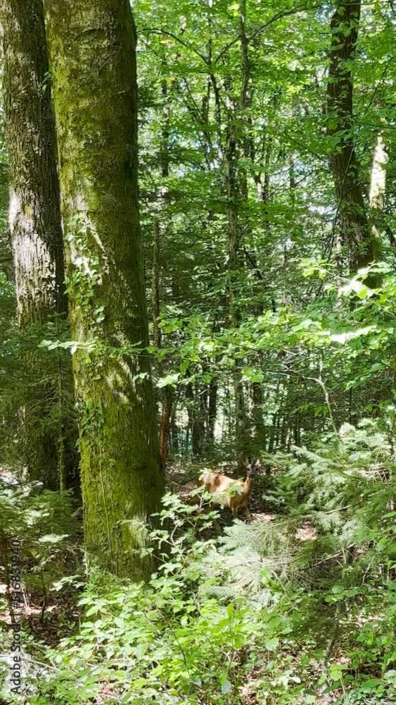 Timid doe in the sunny woods. Vertical video. Timid doe in the sunny woods. Vertical video.