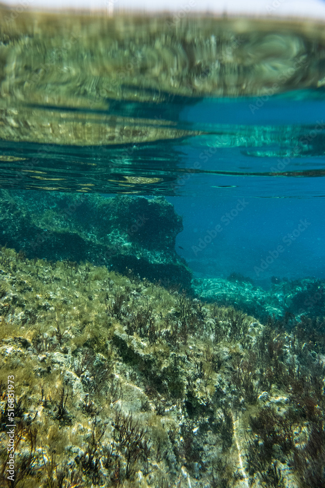 Unterwasser - unter der Wasseroberfläche - Unterwasserwelt - Korallen - Algen