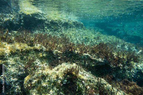 Unterwasser - unter der Wasseroberfl  che - Unterwasserwelt - Korallen - Algen