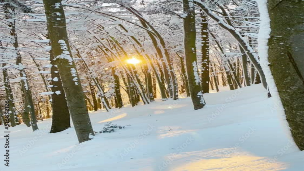 VERTICAL, LENS FLARE, DOF Golden winter evening sun rays illuminates
