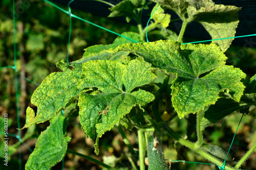 Mosaic virus on leaves of a cucumber plant