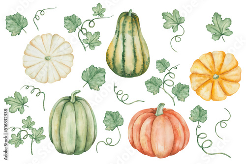 Watercolor illustration of hand painted green, yellow, orange pumpkins, squash with leaves, tendrils. Autumn harvest of vegetables. Isolated food clip art for Thanksgiving cards, Halloween prints