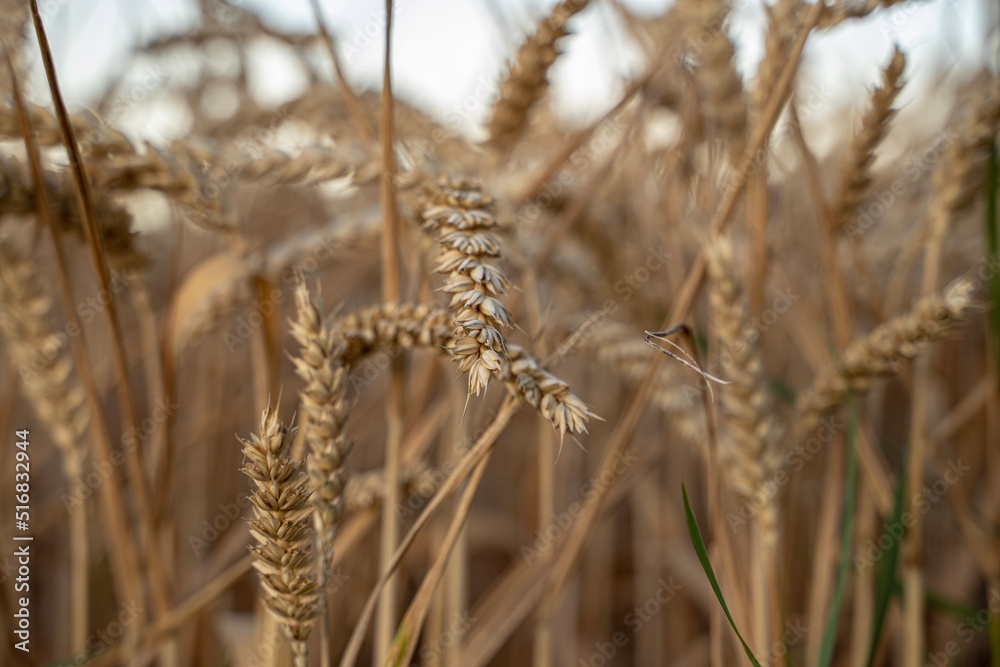 Fototapeta premium ears of wheat