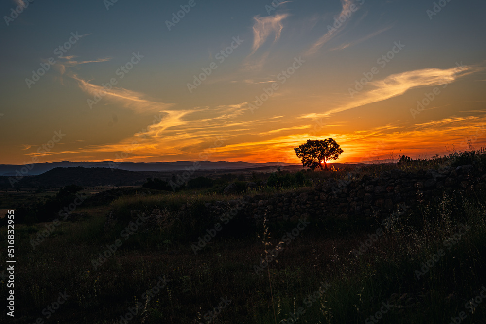 Sunset in a field