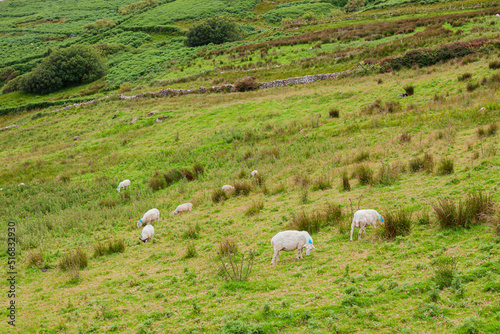 Sheep on green lush pastures on a farm. Sheep in a meadow on green grass. A flock of sheep.