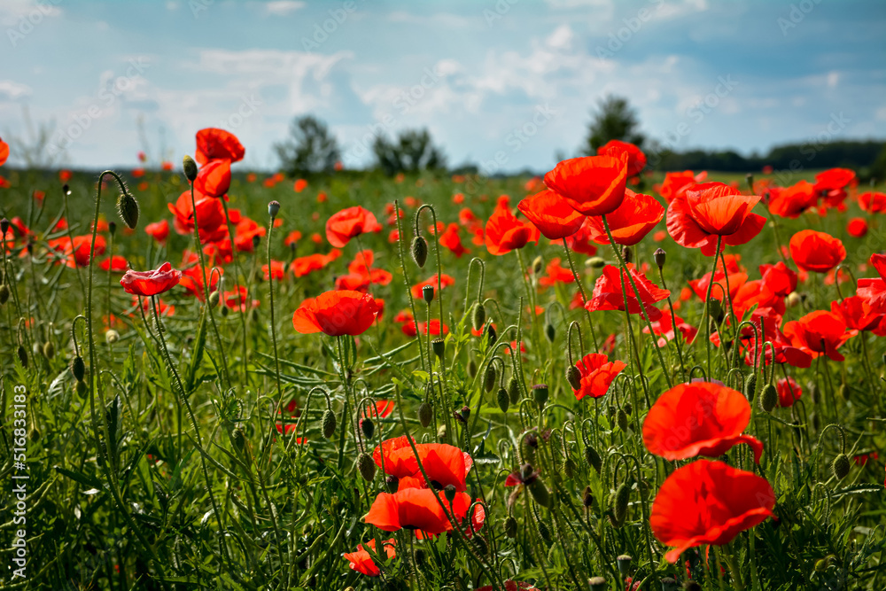 Naklejka premium kwiaty maku na polu