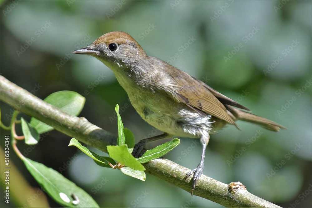 Fauvette à tête noire (Sylvia atricapilla), Neuchâtel, Suisse. Fauvette à tête noire (Sylvia atricapilla), Neuchâtel, Suisse.