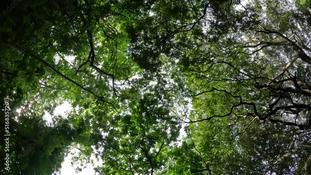 trees in the forest, bottom top perspective, frog perspective, rain forest leaves moving transition b-roll amazonas eco system trees in the forest, bottom top perspective, frog perspective, rain forest leaves moving transition b-roll amazonas eco system
