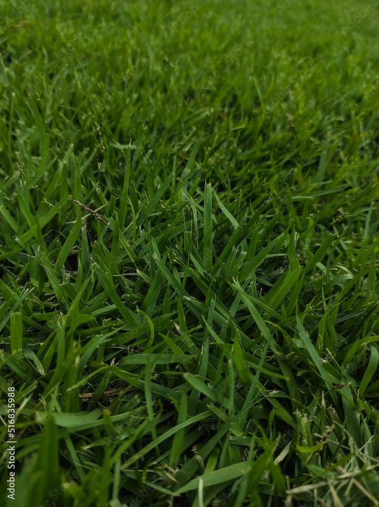 Fototapeta premium green grass background