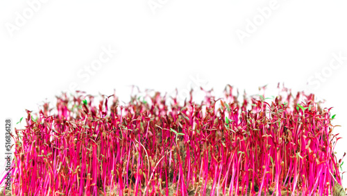 Obraz na plátně Wilting red sprouts microgreen of amaranth plant