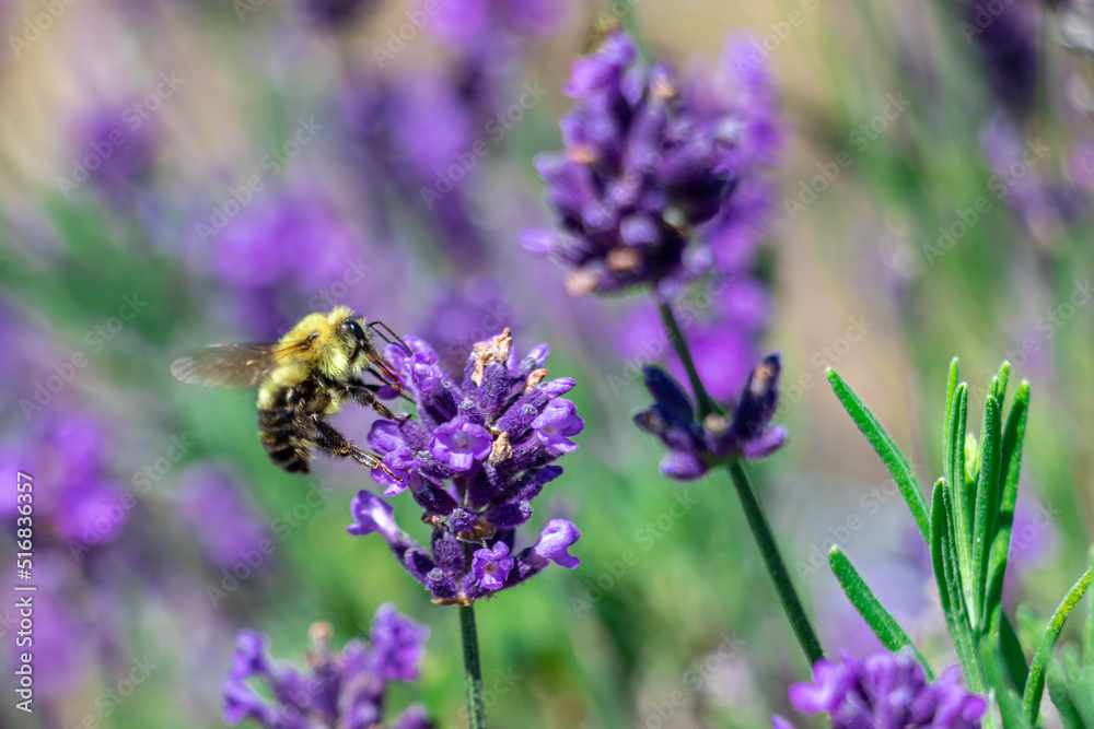 bee on lavender bee on lavender