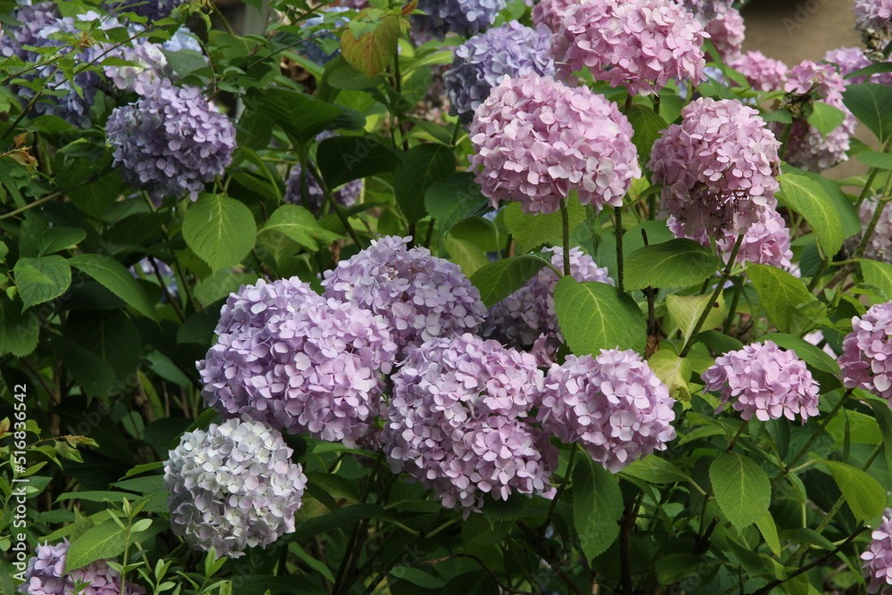pink flowers of hydrangea bush at spring scenic pink flowers of hydrangea bush at spring scenic
