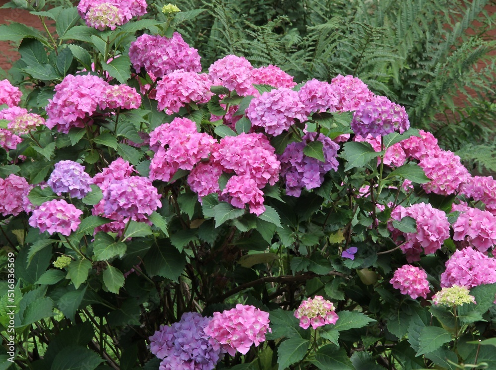 pink flowers of hydrangea bush at spring scenic