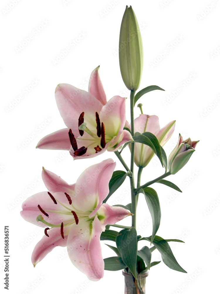 Obraz premium pink lily wbrown pollen isolated close up